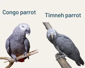 timneh congo parrot 1.jpg