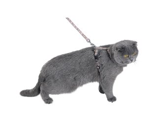 Cat - Collars Harnesses And Leashes