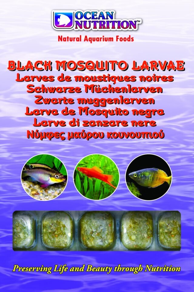 black mosquito larvae